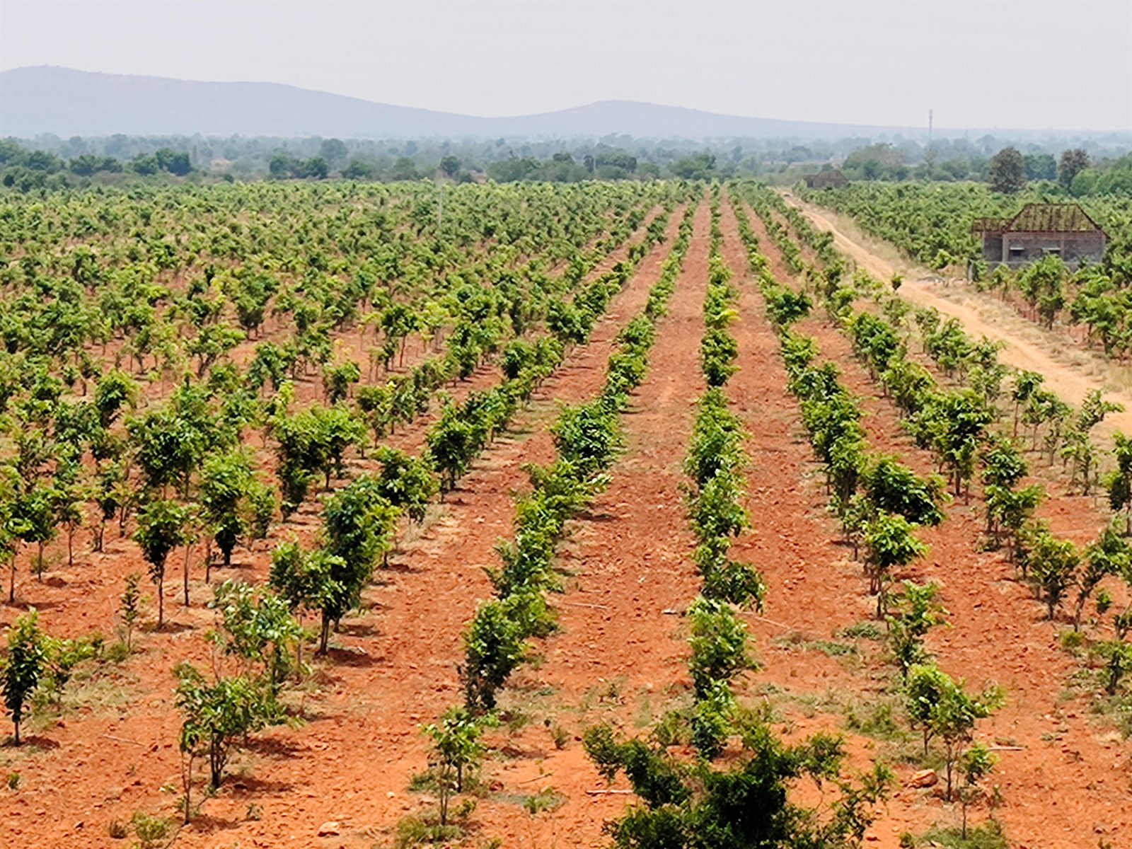 The canopy of a mature red sandalwood plantation