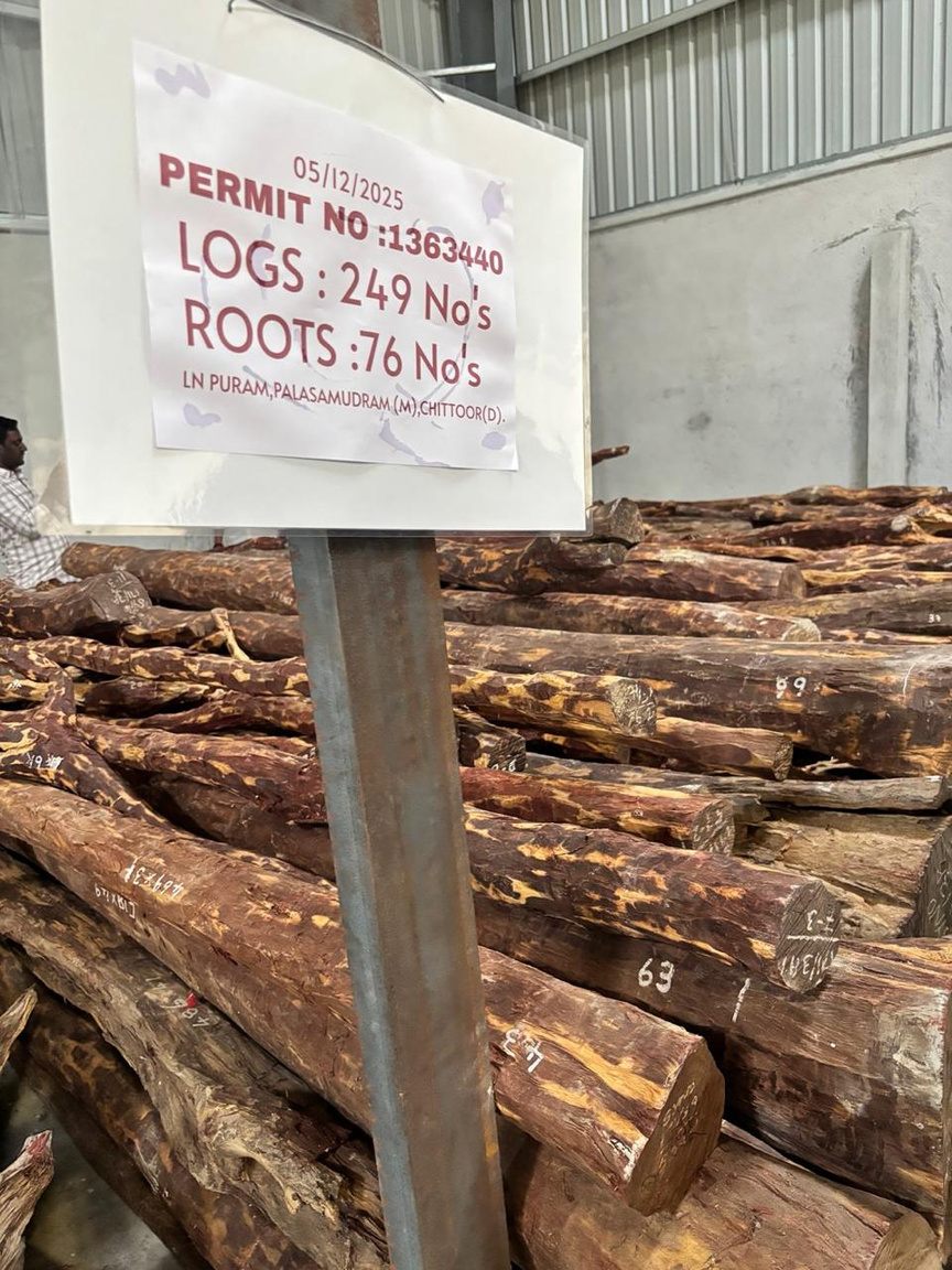The bark and form of a growing red sandalwood tree